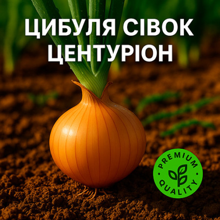 «Центурион» F1 — лук-севок голландский тыканка (Broer, Нидерланды)