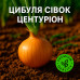 «Центурион» F1 — лук-севок голландский тыканка (Broer, Нидерланды)