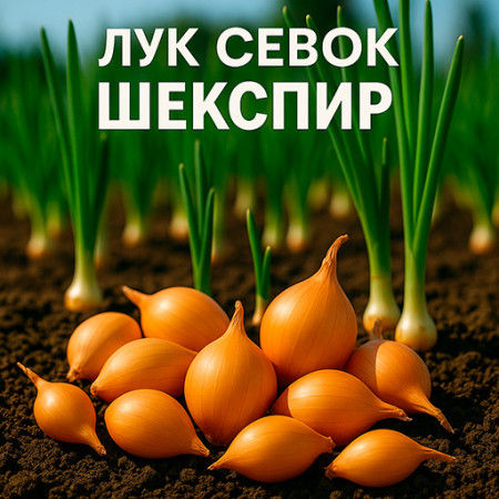 Лук-севок «Шекспир» (Голландия) — стабильная урожайность и лёжкость