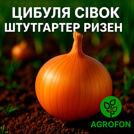 Штуттгартер Ризен — лук-севок (Broer, Голландия): на перо и репку