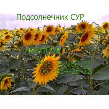 Насіння соняшнику Сур Насіння соняшнику Сур