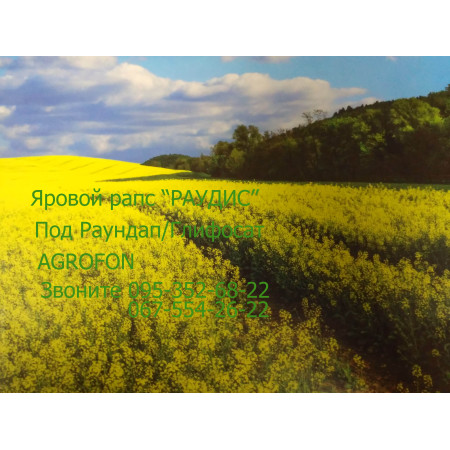 Ярый рапс "Раудис"