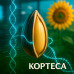 Насіння соняшнику «КОРТЕСА» — класичний гібрид для чистого поля та стабільної врожайності