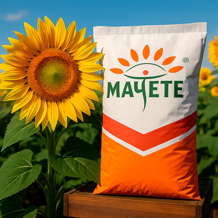 Насіння Соняшнику «МАЧЕТЕ» ® - Стійкий Гібрид Під Євролайтинг / Clearfield з Високою Урожайністю