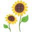 Соняшник