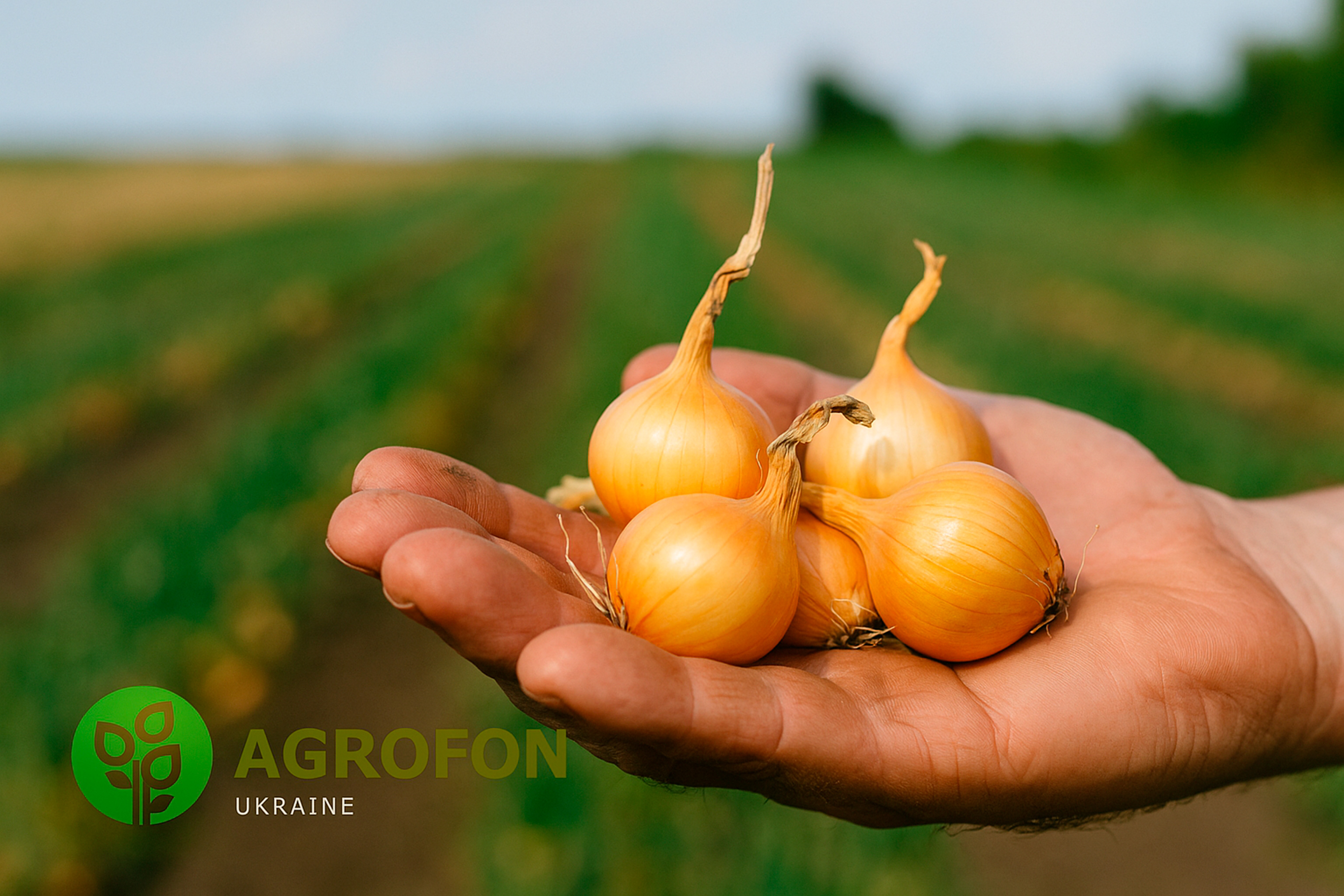 Цибуля- сівок голландських сортів купити в Україні – Agrofon