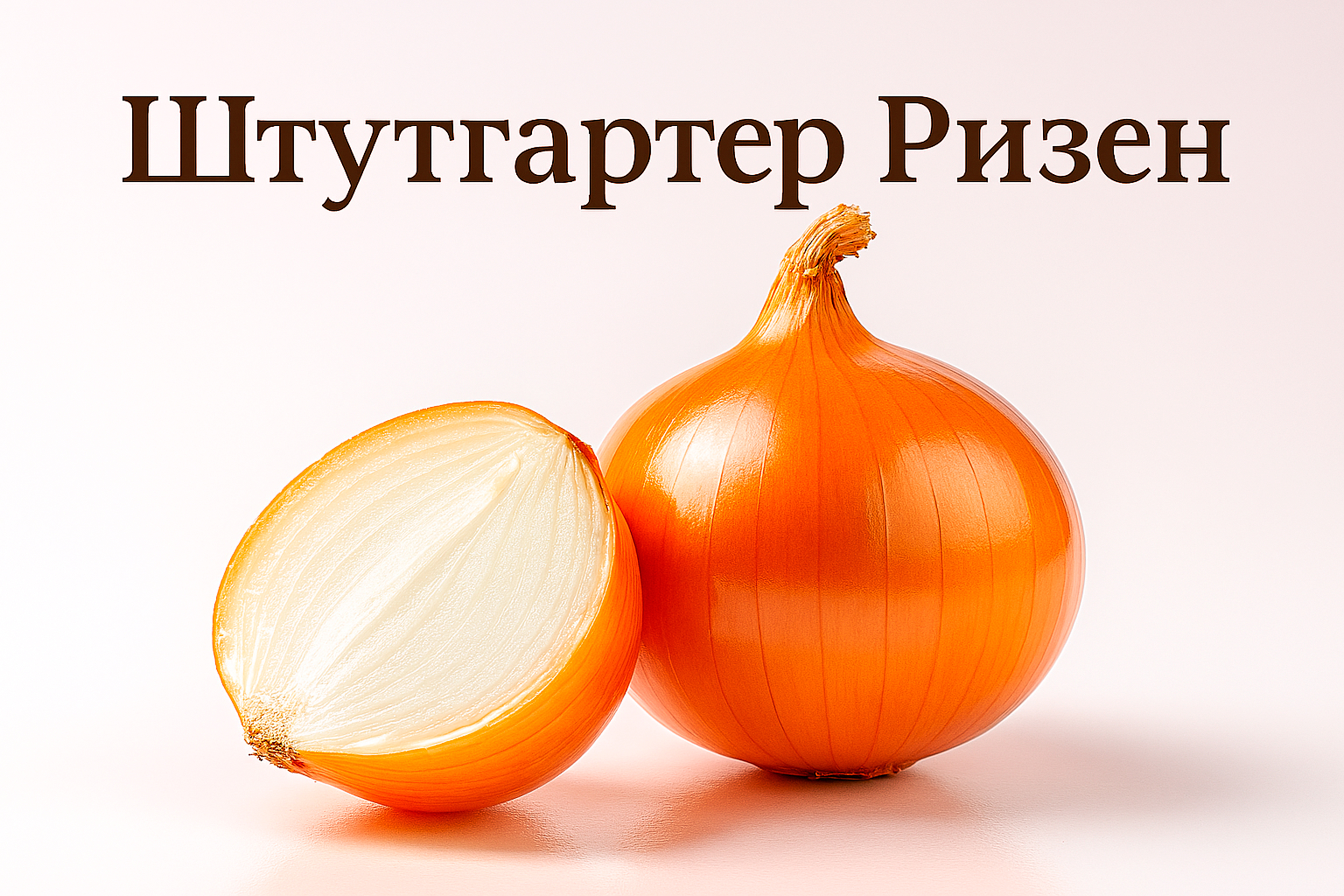 Цибуля- сівок Штутгартер Різен