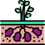 Potato Image