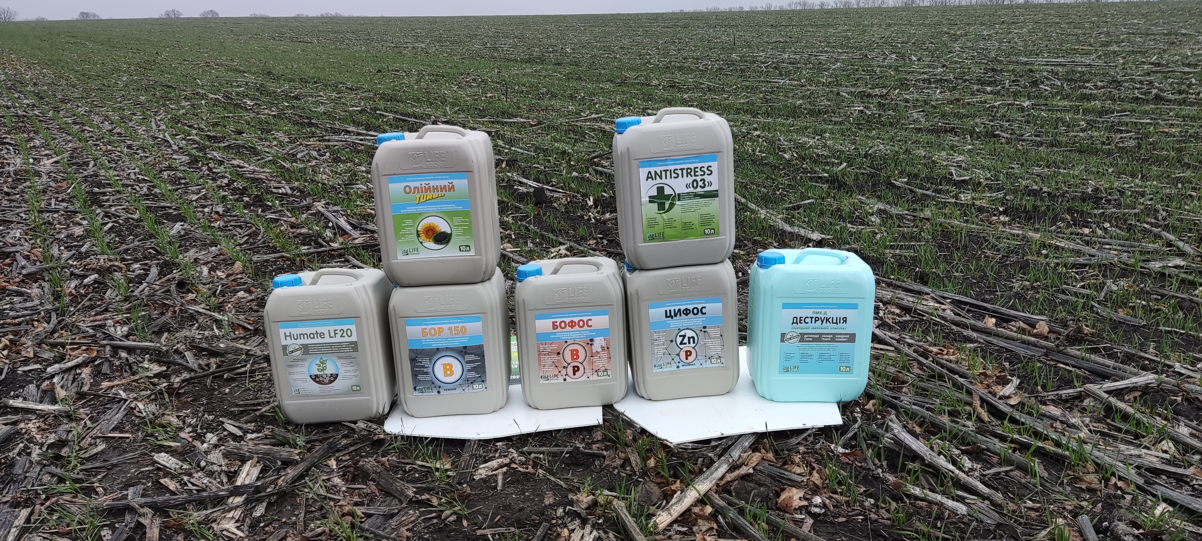 Рідкі добрива Цифос для озимої пшениці на полі